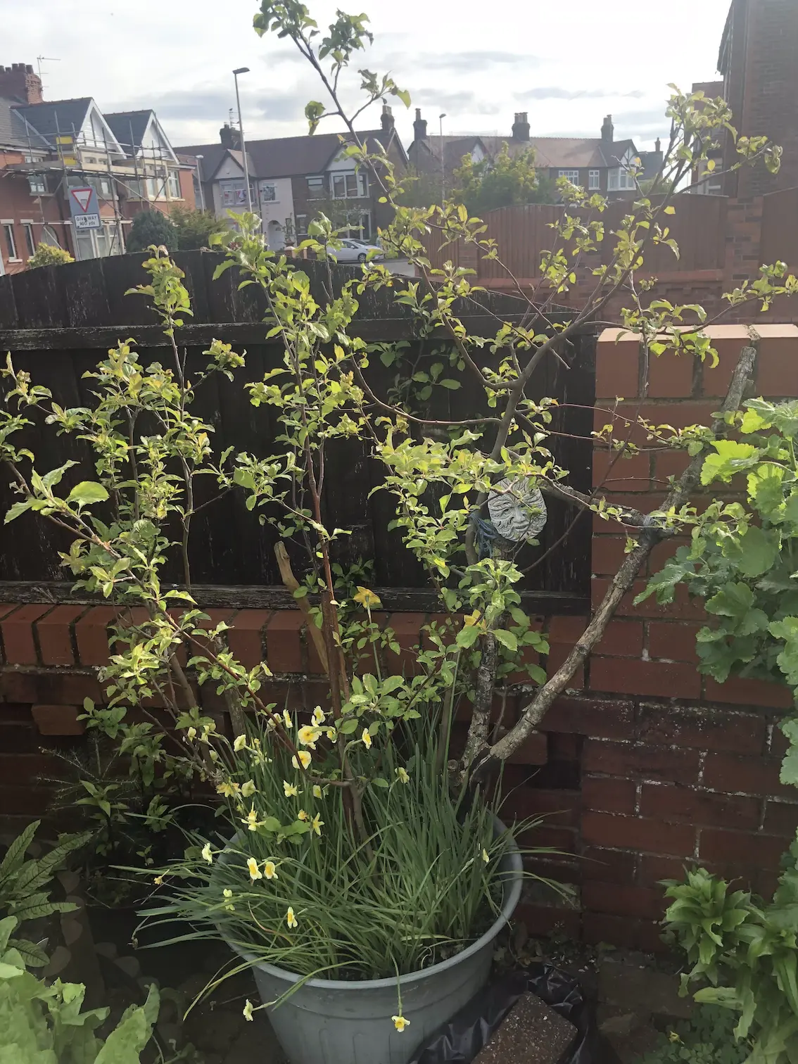 small apple tree in a green container