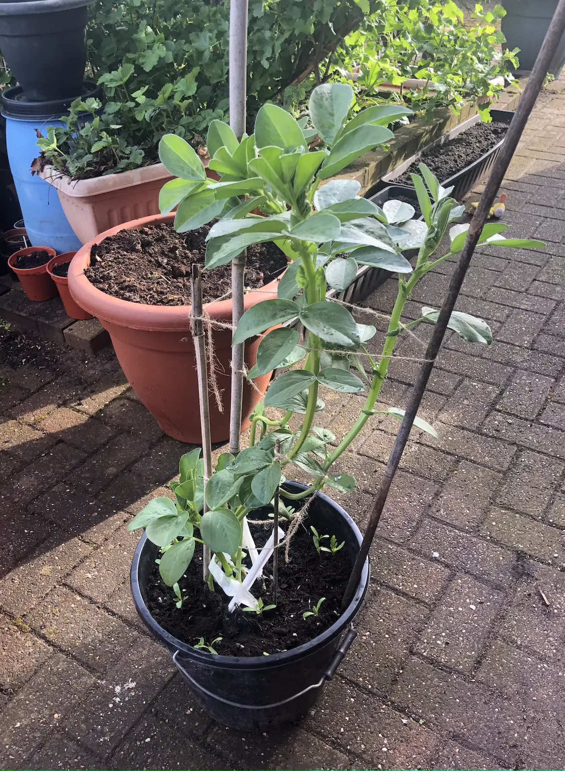 broad bean plants growing in a black container