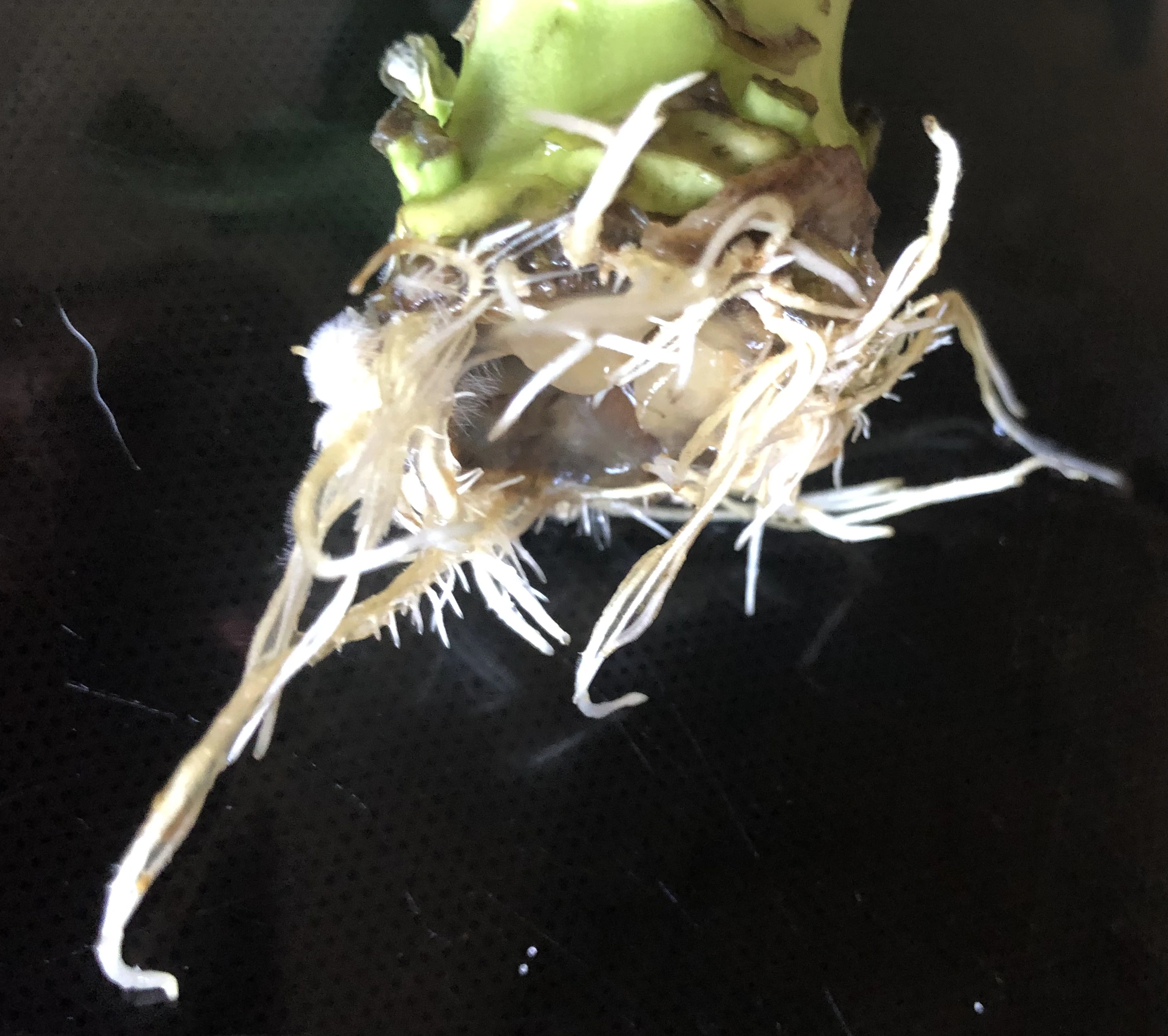 base of a brocolli stalk showing new roots