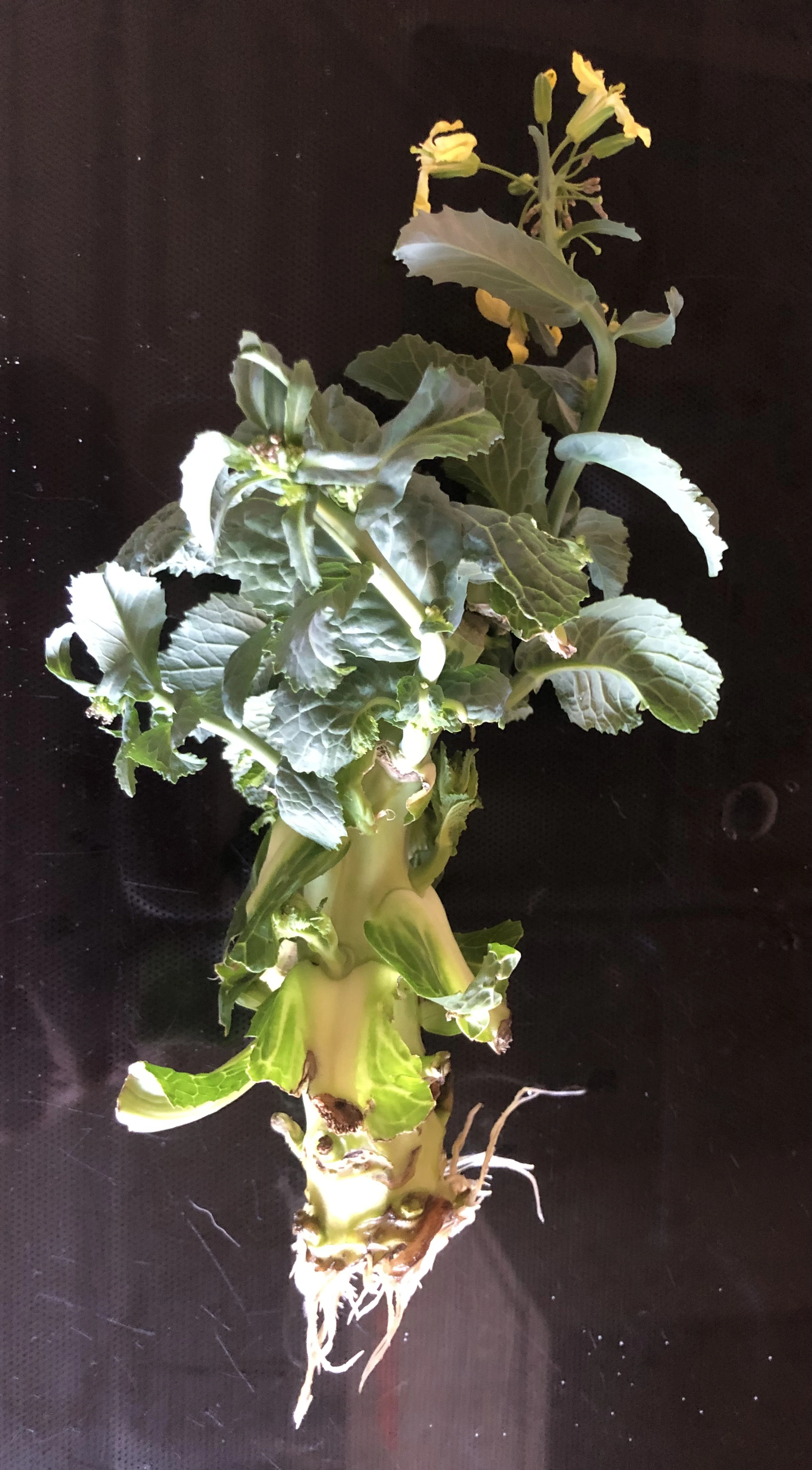 brocolli stalk with new leaves, flowers and roots