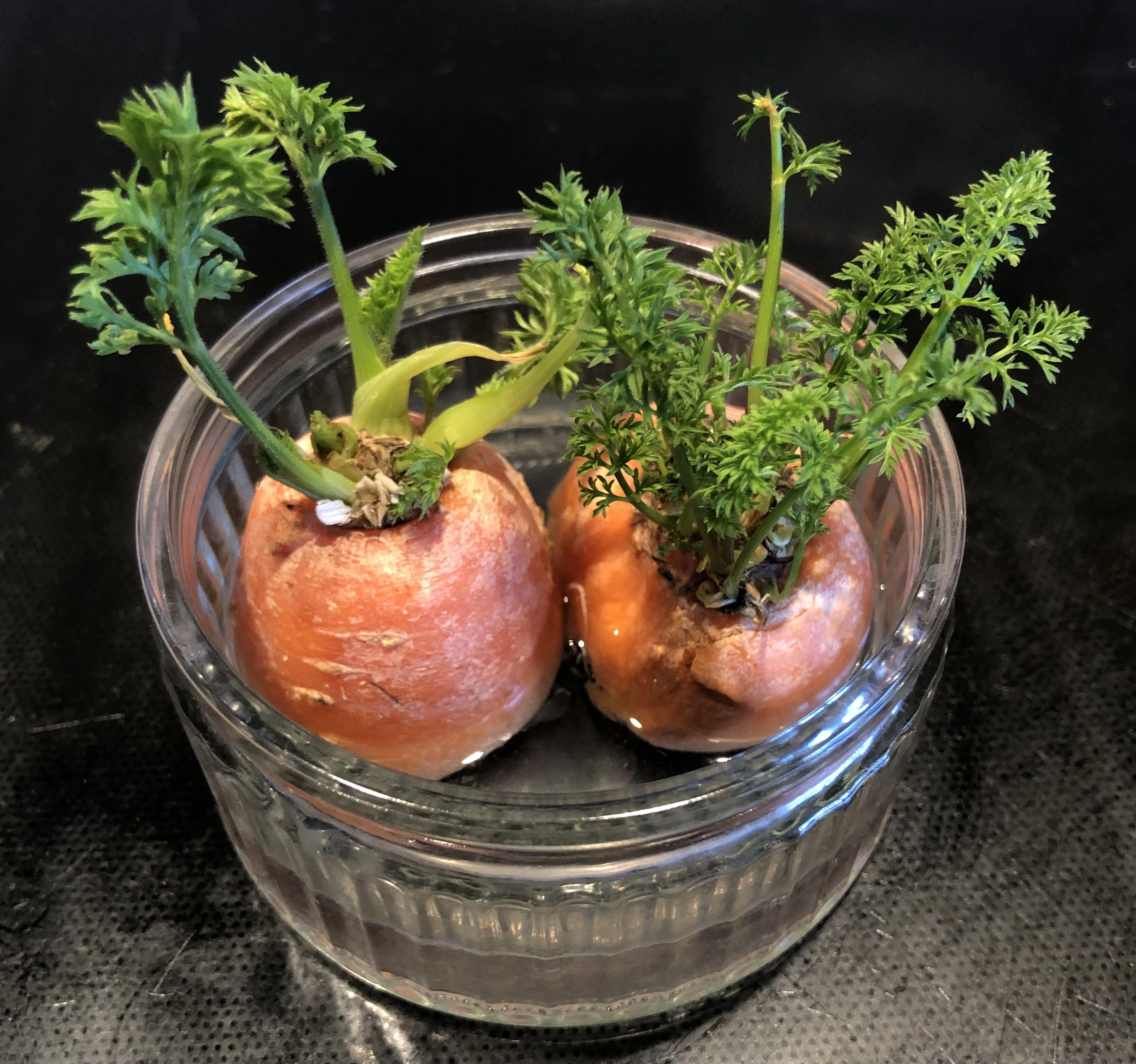 small glass container of water containing two carrot tops with new leaf growth