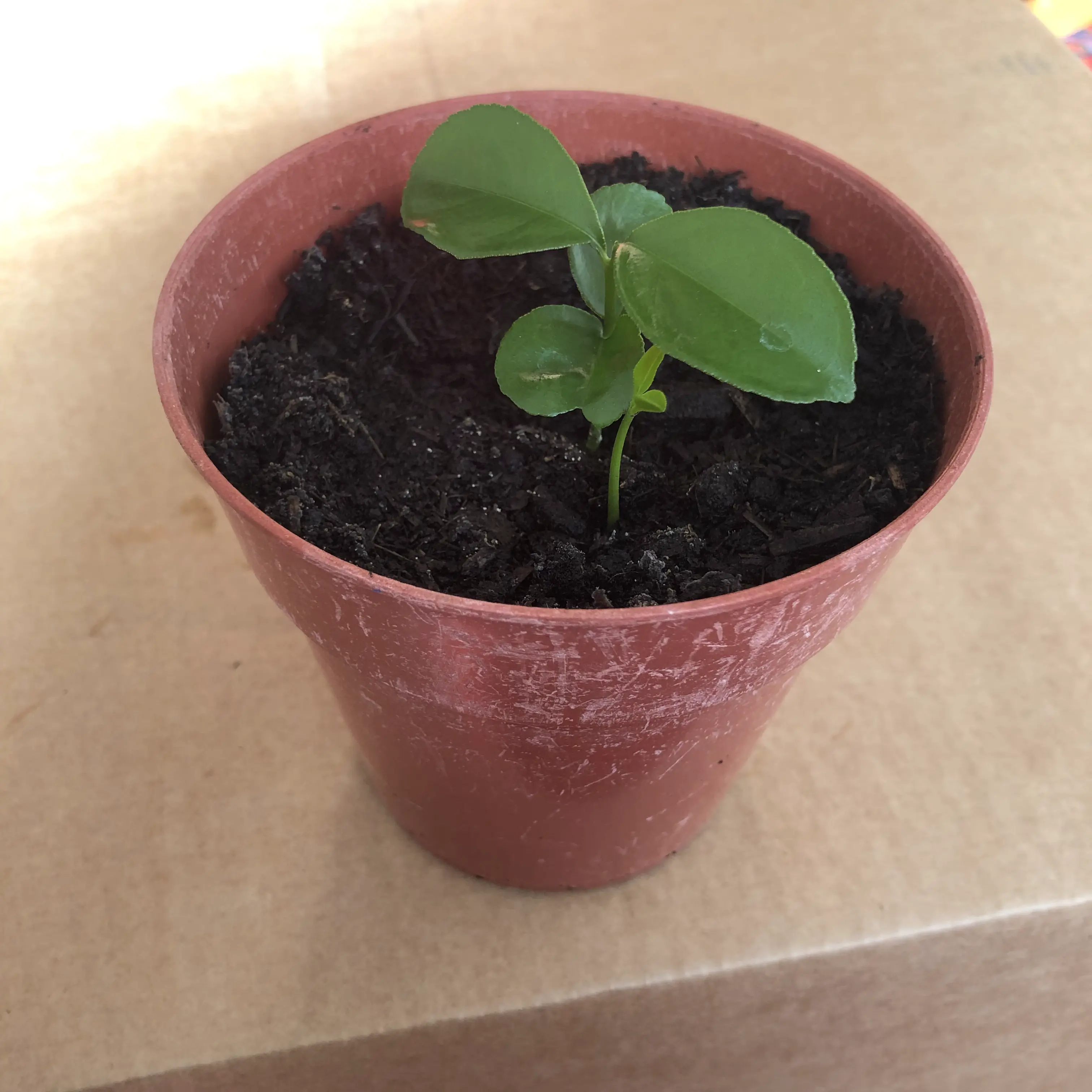 brown plastic pot filled with compost in which there is a small plant with broad green leaves