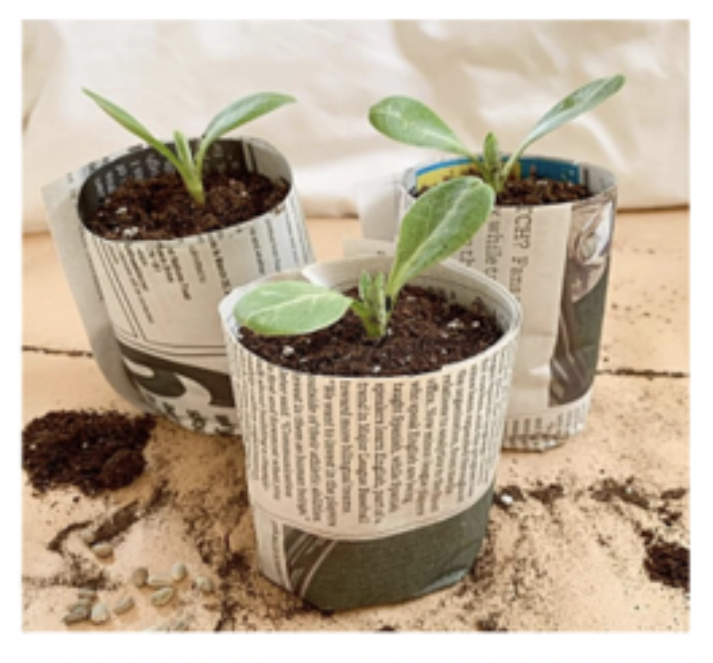 three small pots make from newspaper, filled with compost and a seedling in each