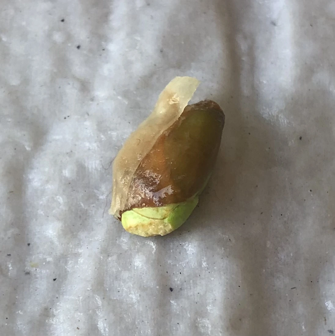 slightly sprouting orange pip on a rectangular piece of wet, white kitchen roll