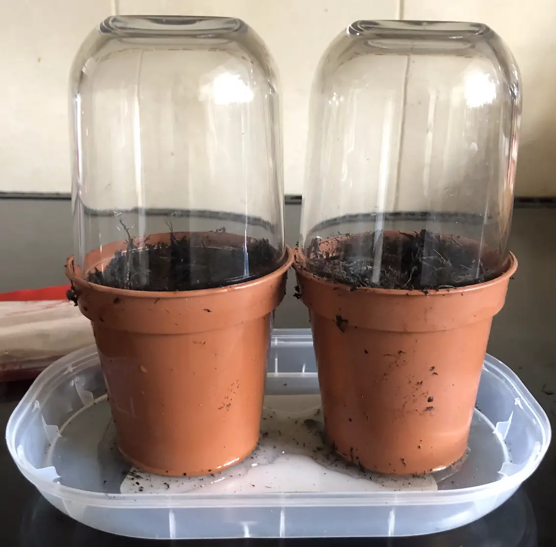 two plant pots with rounded bottom glass jars placed upside down on top of the pots