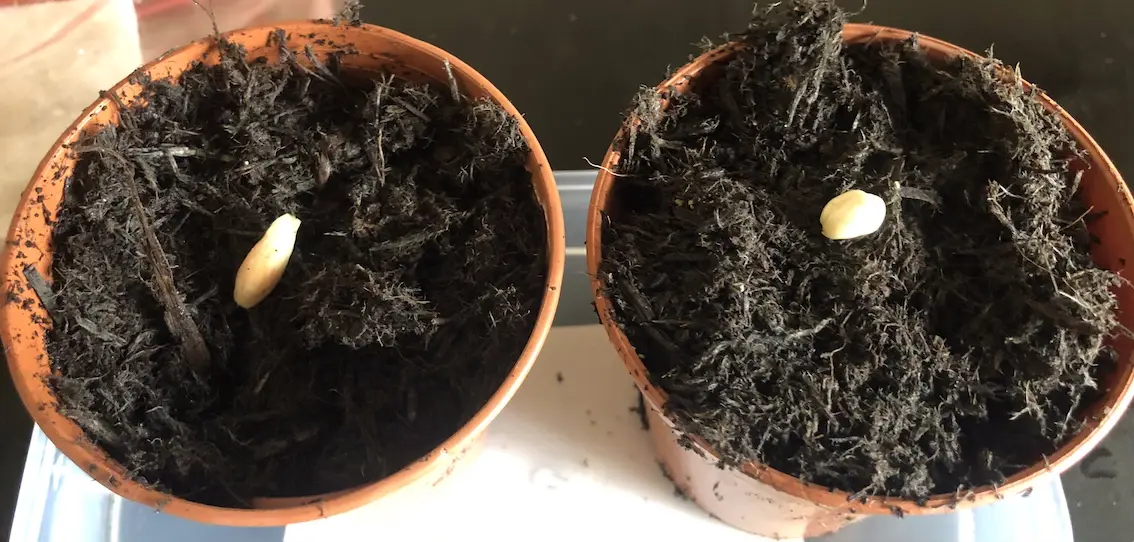 orange pips on the surface of compost in plant pots