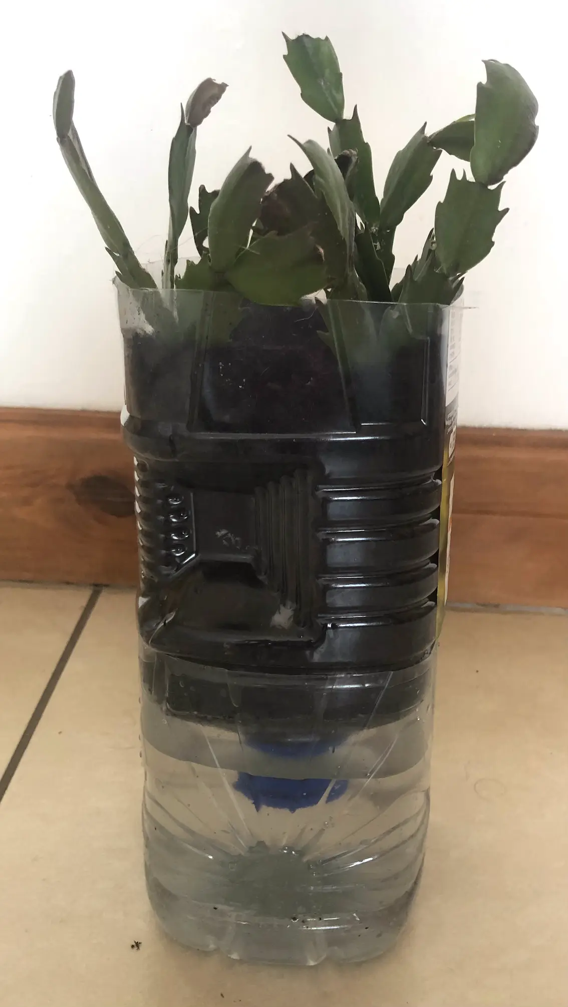 planter made from a plastic oil bottle, water in the bottom reservoir, with compost and Christmas cactus cuttings in the upper container