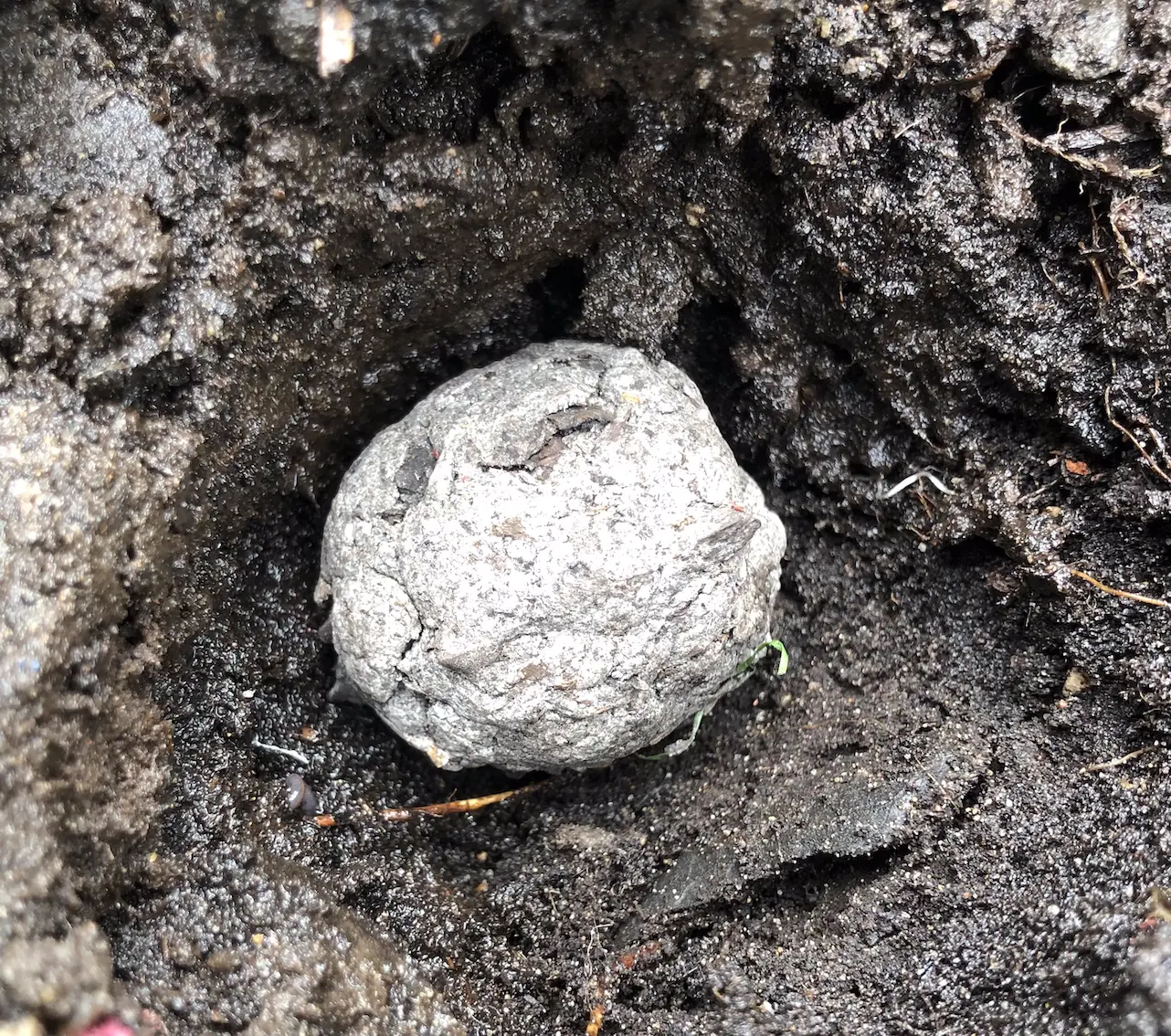 dry seed bomb at the bottom of a hole in some garden soil