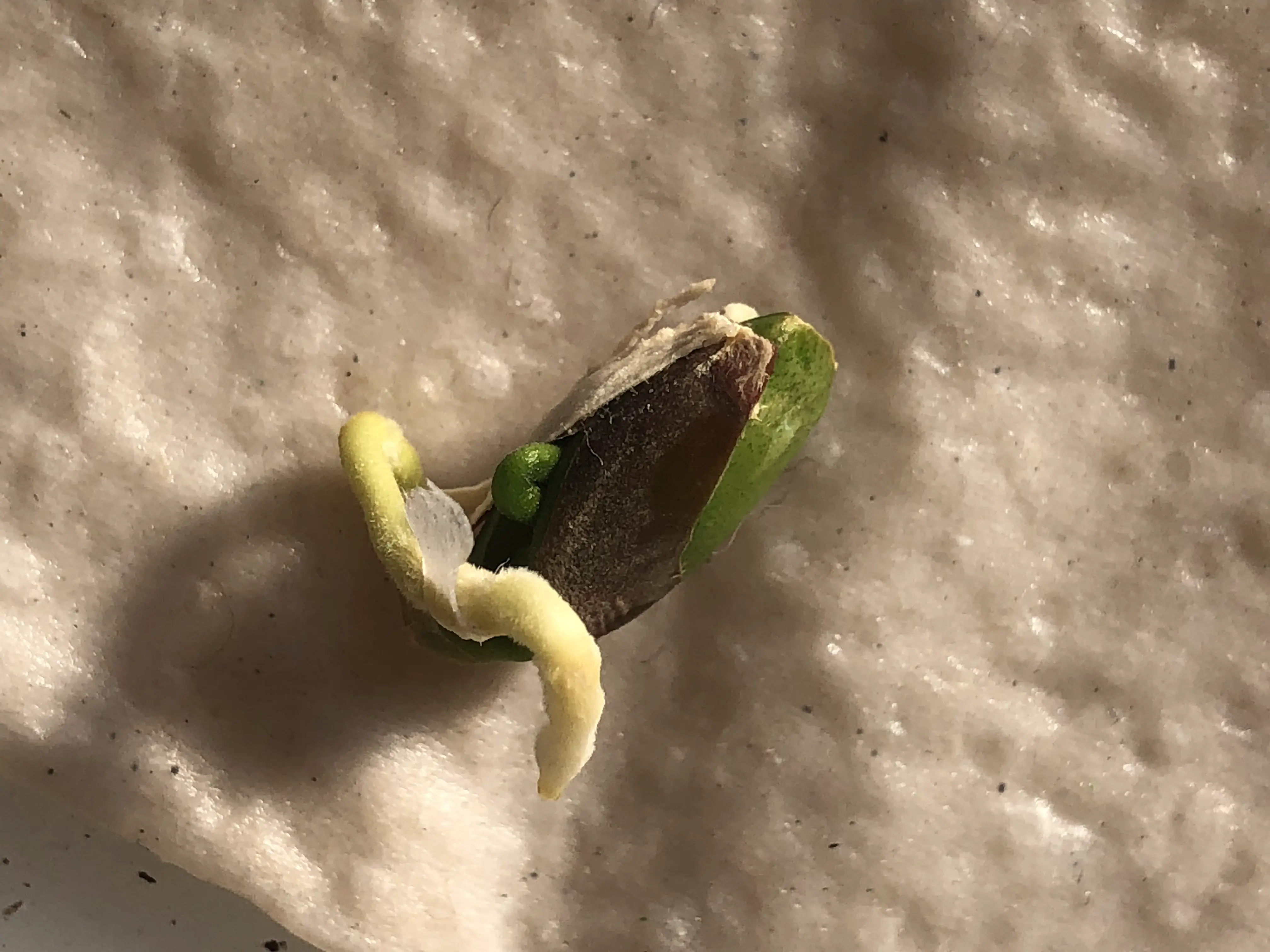 sprouting orange pip on a rectangular piece of wet, white kitchen roll