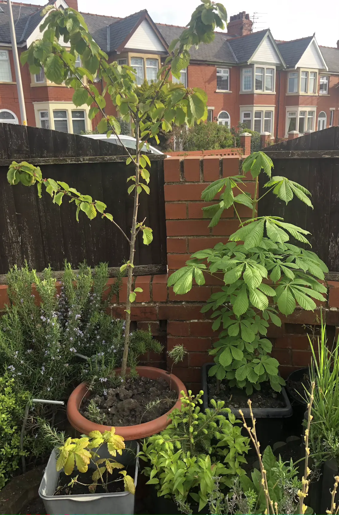 various small trees in containers