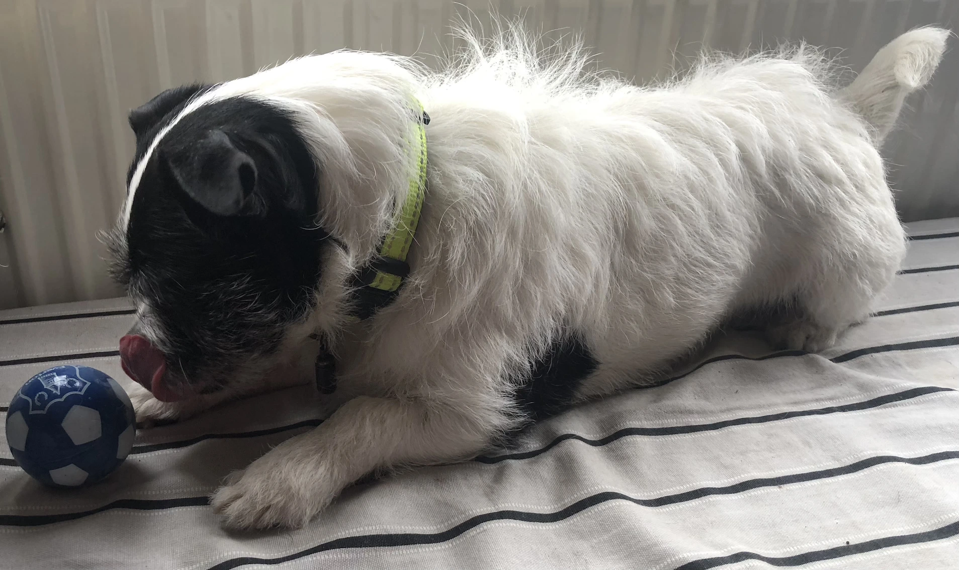 small black and white dog, lying on a cushion with a blue ball