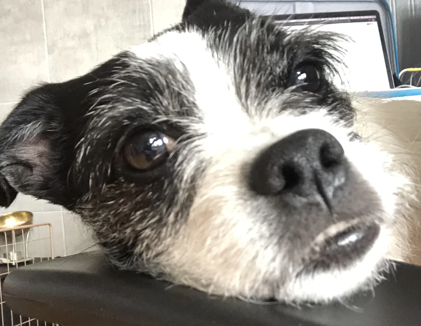 face of a small black and white dog with prominent bottom teeth