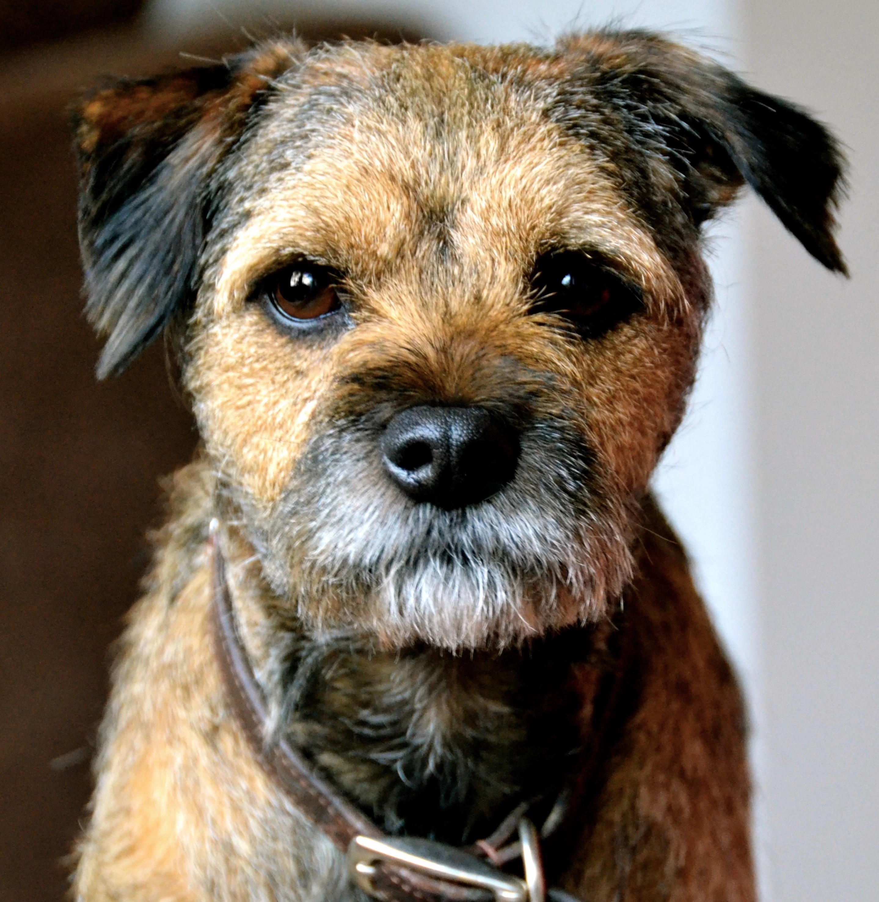 face of a brown border terrier