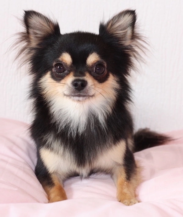 front view of a black and cream chihuahua