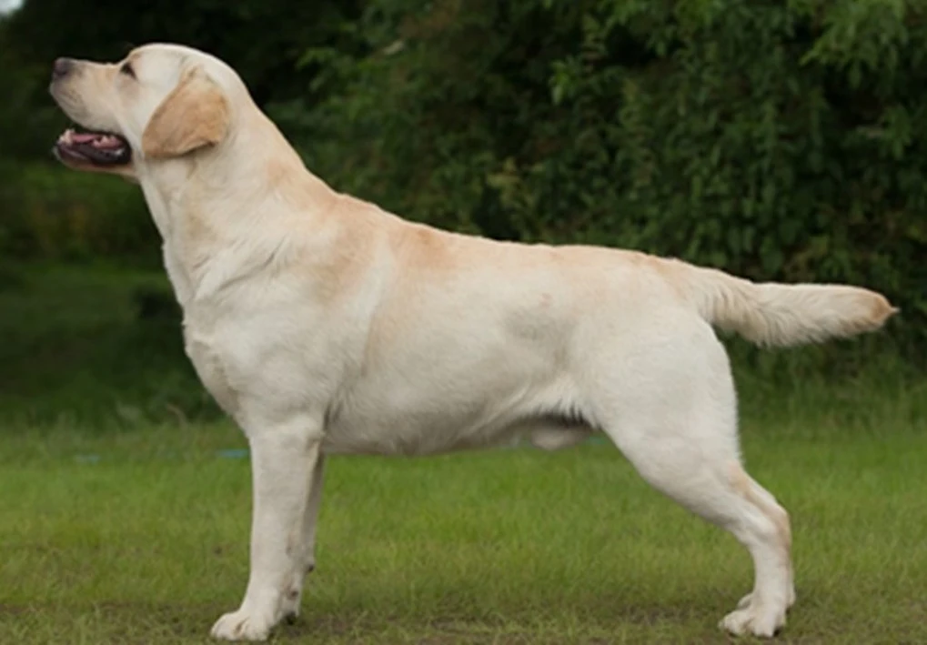 golden-coloured labrador retriever