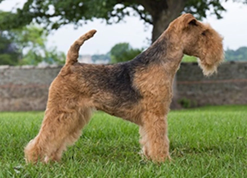 brown Lakeland Terrier