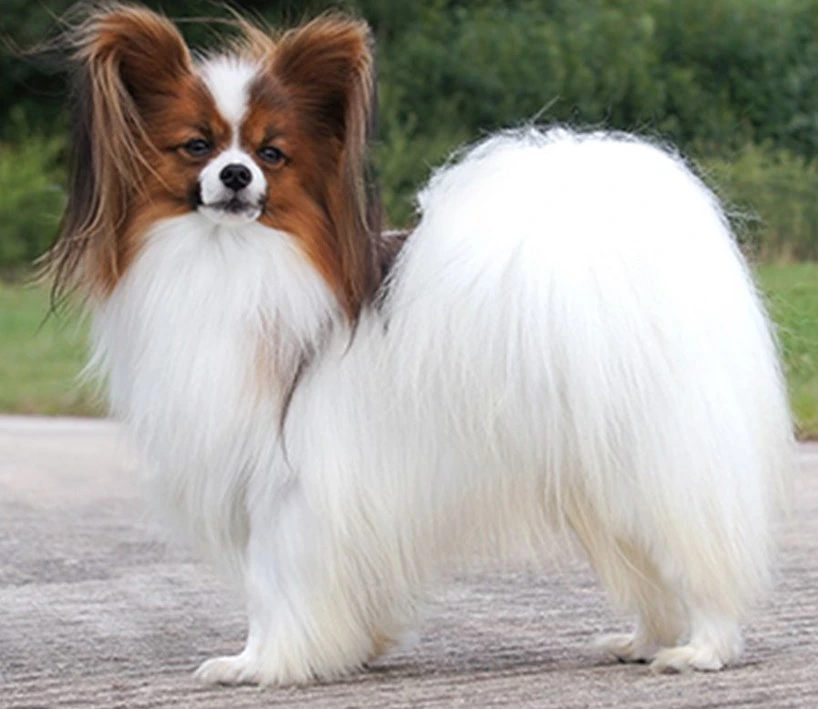 Papillon with brown face and ears and white body