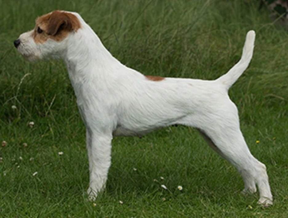 white and brown Parson Russell Terrier