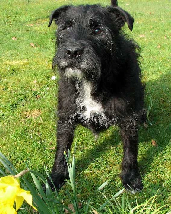 black Patterdale Terrier