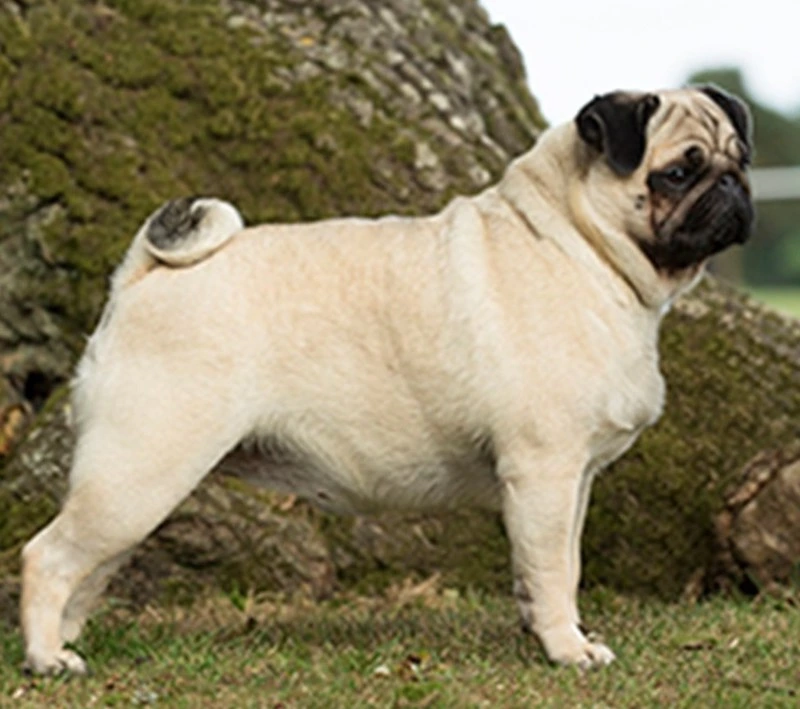 pug with black face and cream-coloured body fur