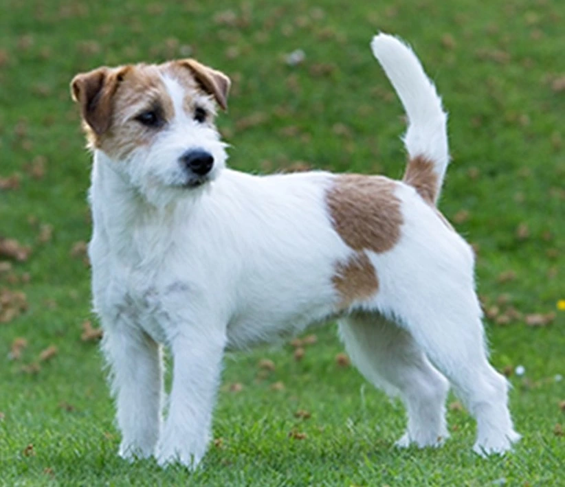 white and brown Russell Terrier