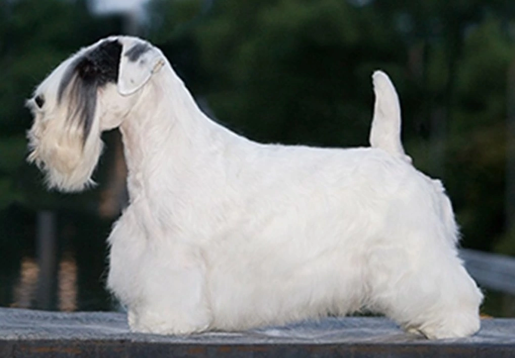 white Sealyham Terrier