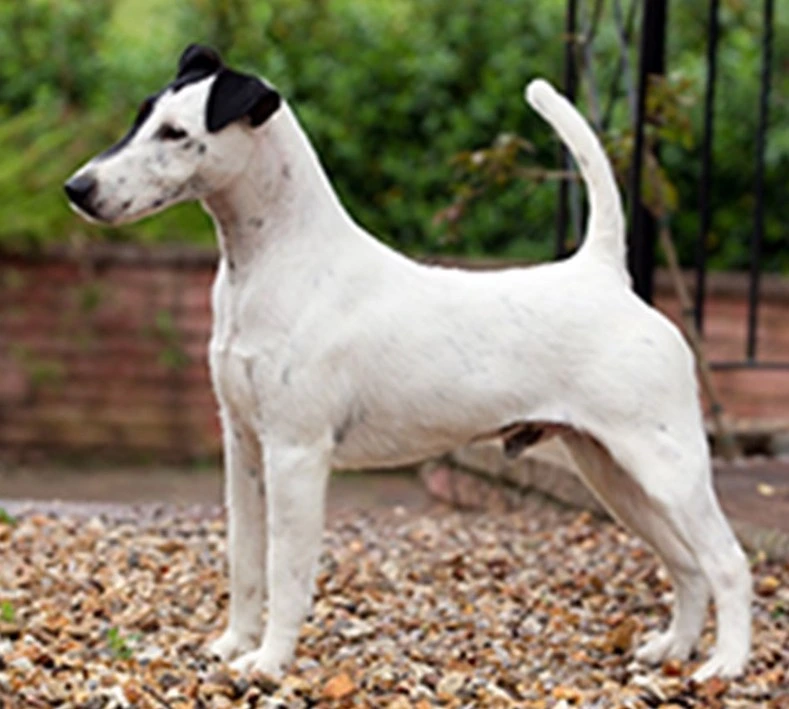 white and black Smooth Fox Terrier