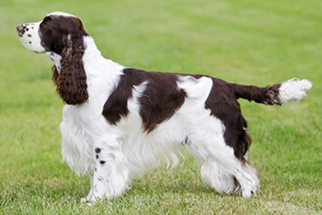 dark brown and white English Springer Spaniel