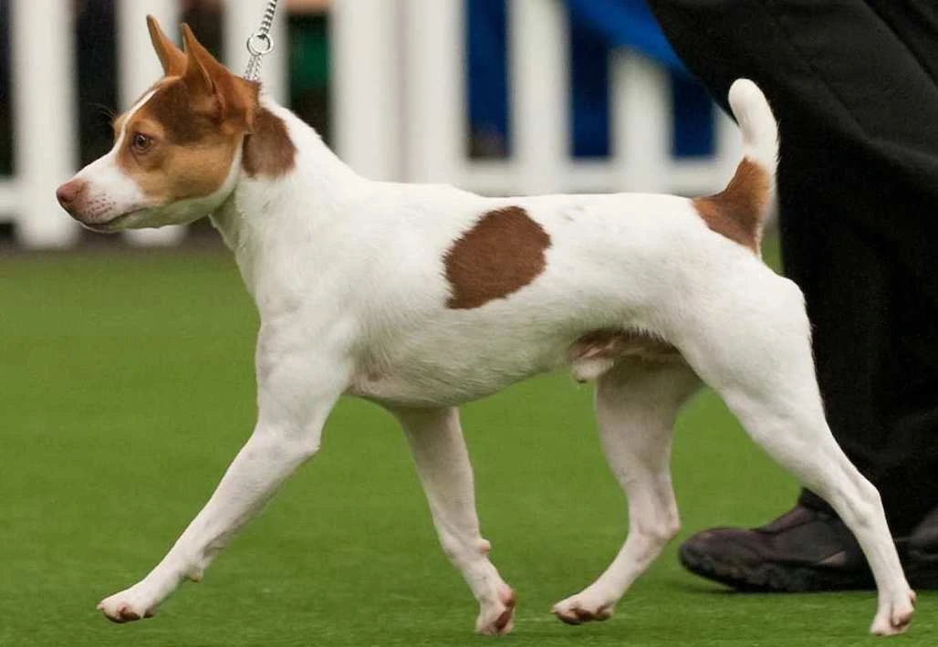 brown and white Tenterfield Terrier