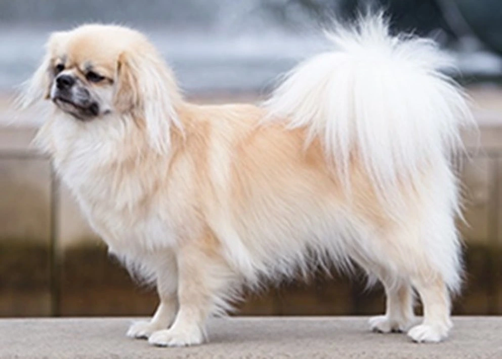 cream-coloured Tibetan Spaniel