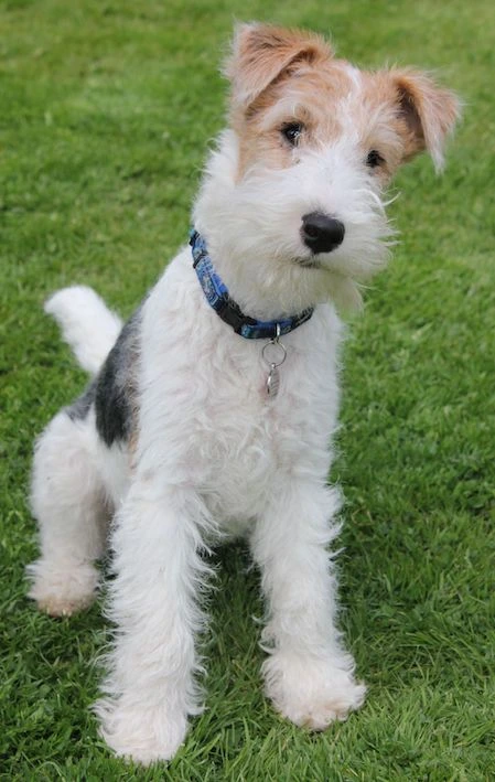 white Wire Fox Terrier, with light brown ears and grey back