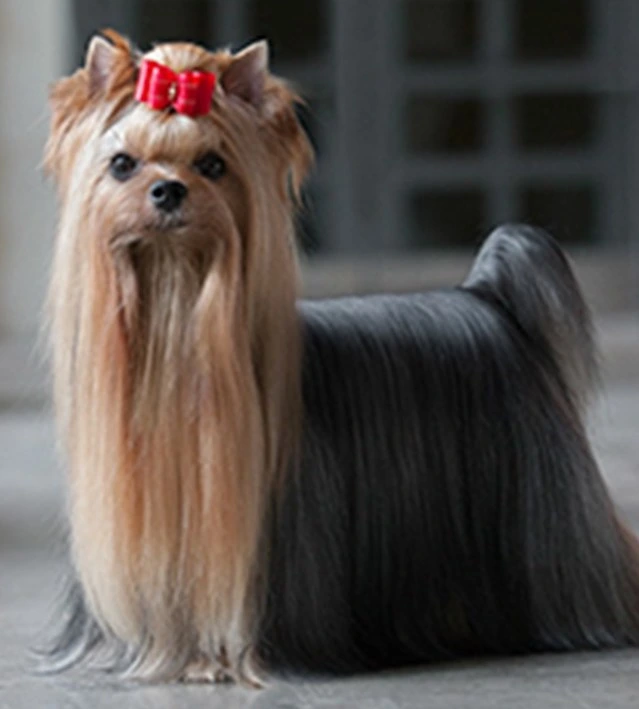 Yorkshire Terrier with long coat and red bow