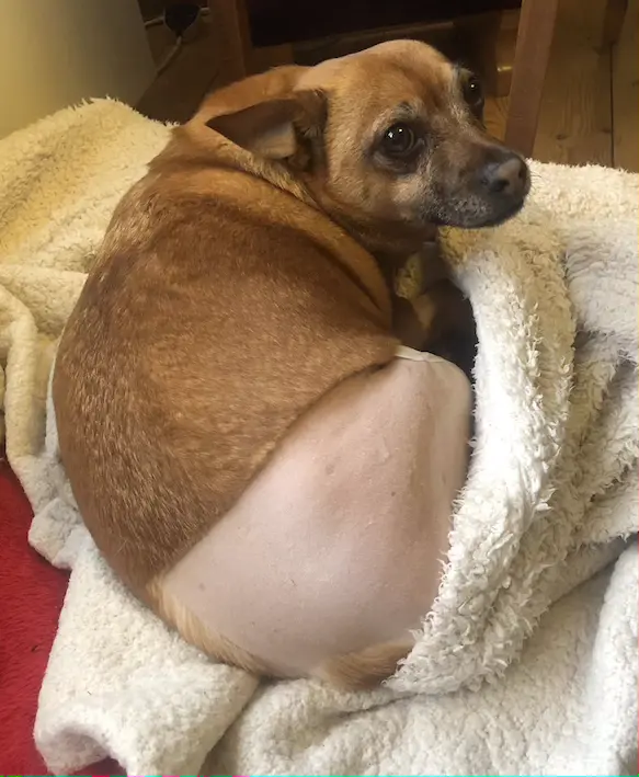 Tan-coloured dog, wrapped in a fluffy cream blanket, revealing a shaved back