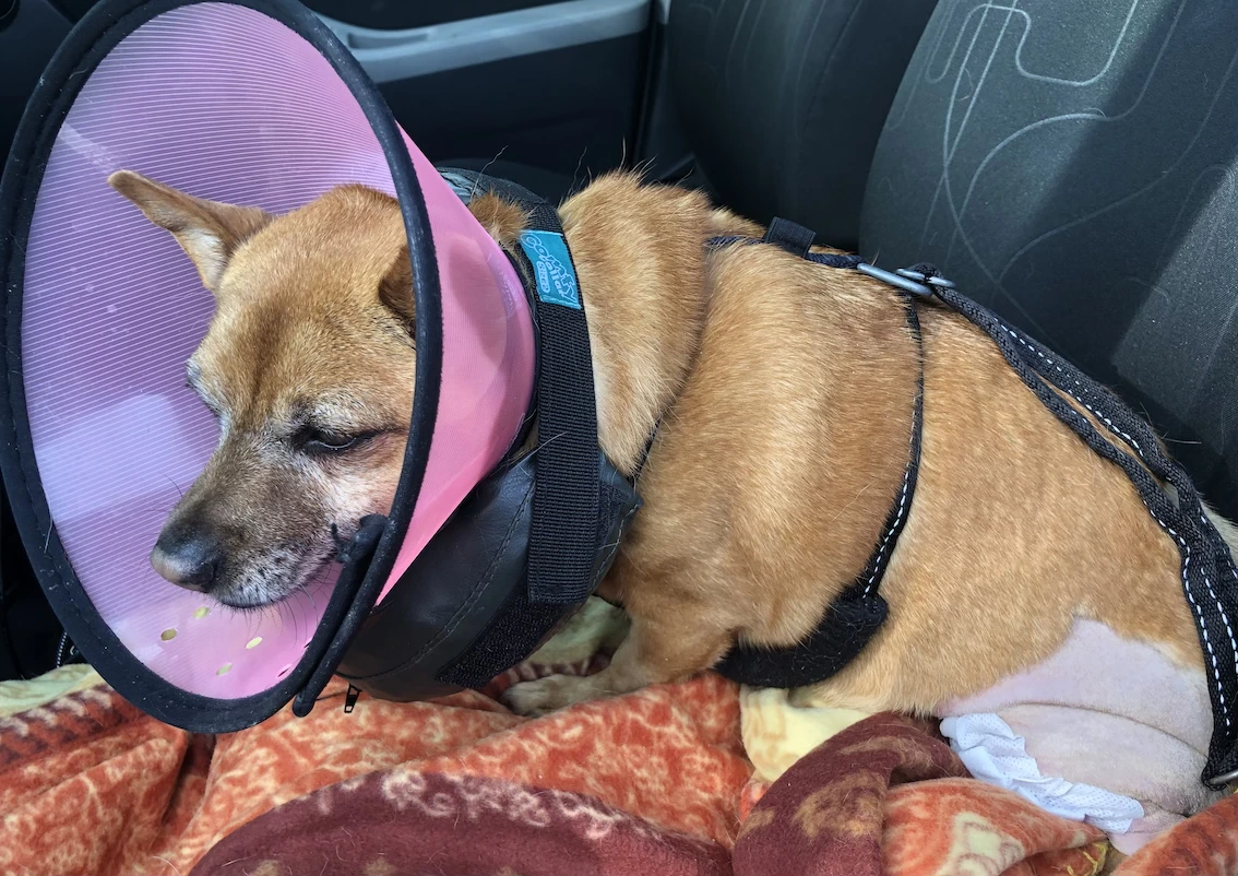 small brown dog wearing a pink plastic cone and inflatable grey collar, lying on an orange blanket on a grey car seat