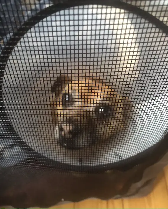 A tan-coloured dog with a cone around his neck looking through the mesh of a dog crate