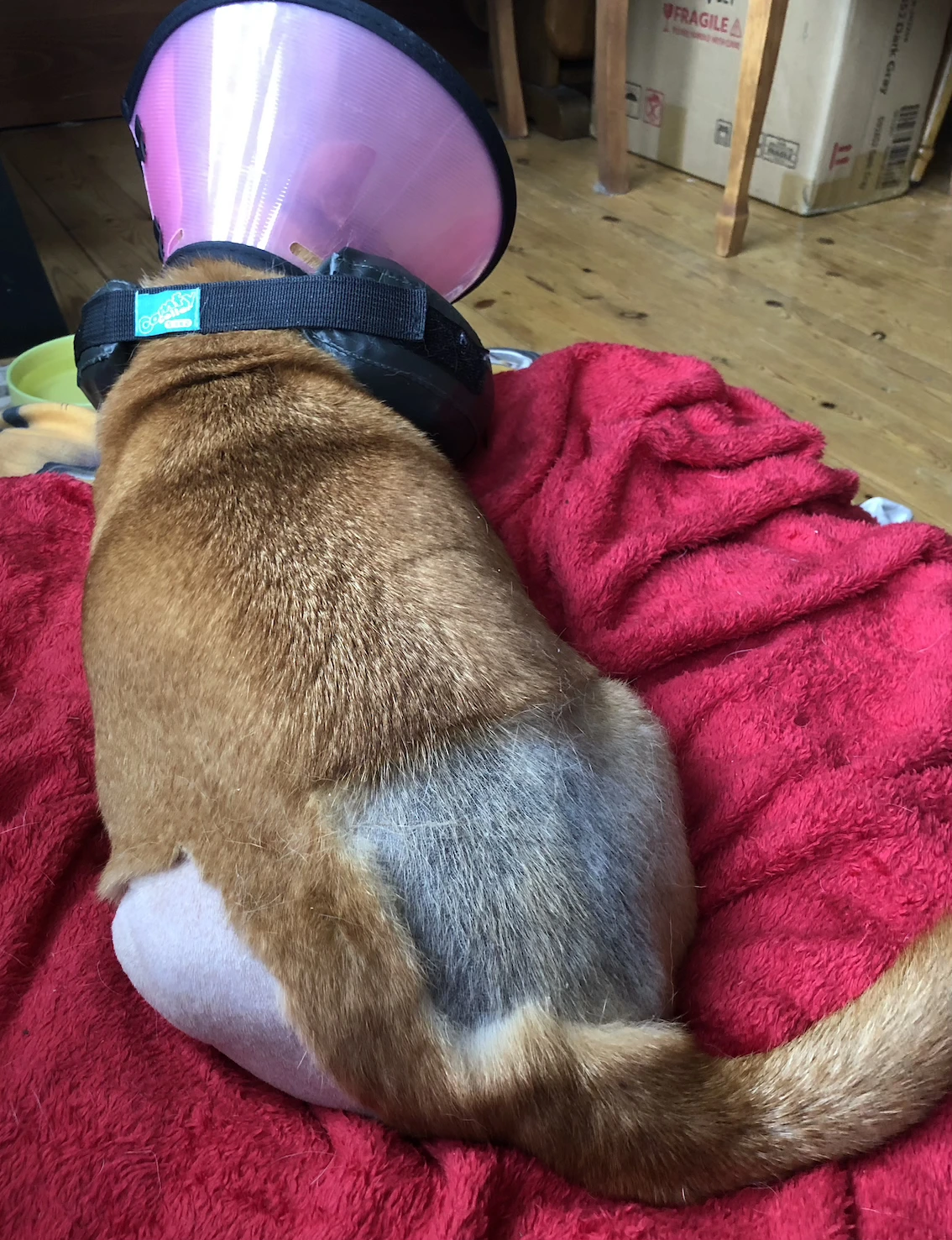 view of a small brown dog's back showing shaved legs and back. The dog is wearing a pink plastic cone and inflatable grey collar, and is lying on a red fleece blanket