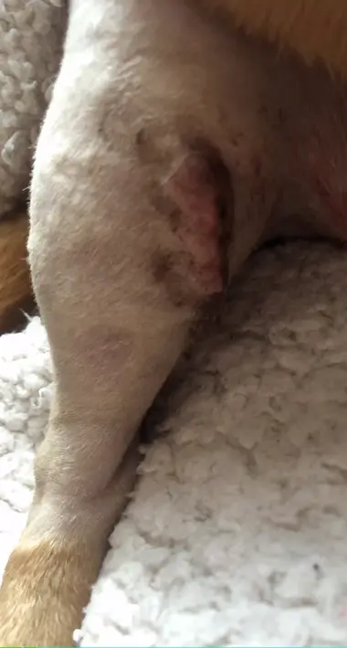Leg of a tan-coloured dog with a surgical wound at the knee