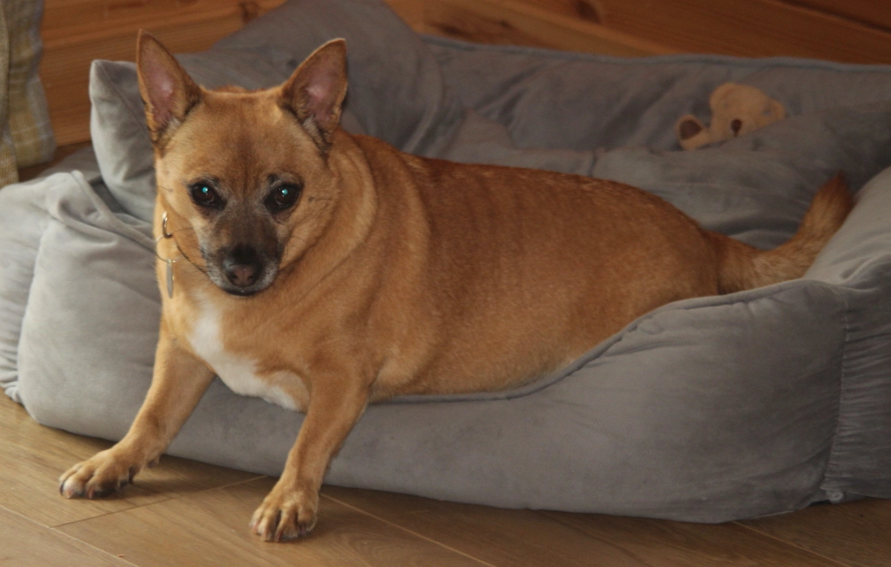 Brown Jack Russell type dog lying in a grey dog bed with both front paws on the floor