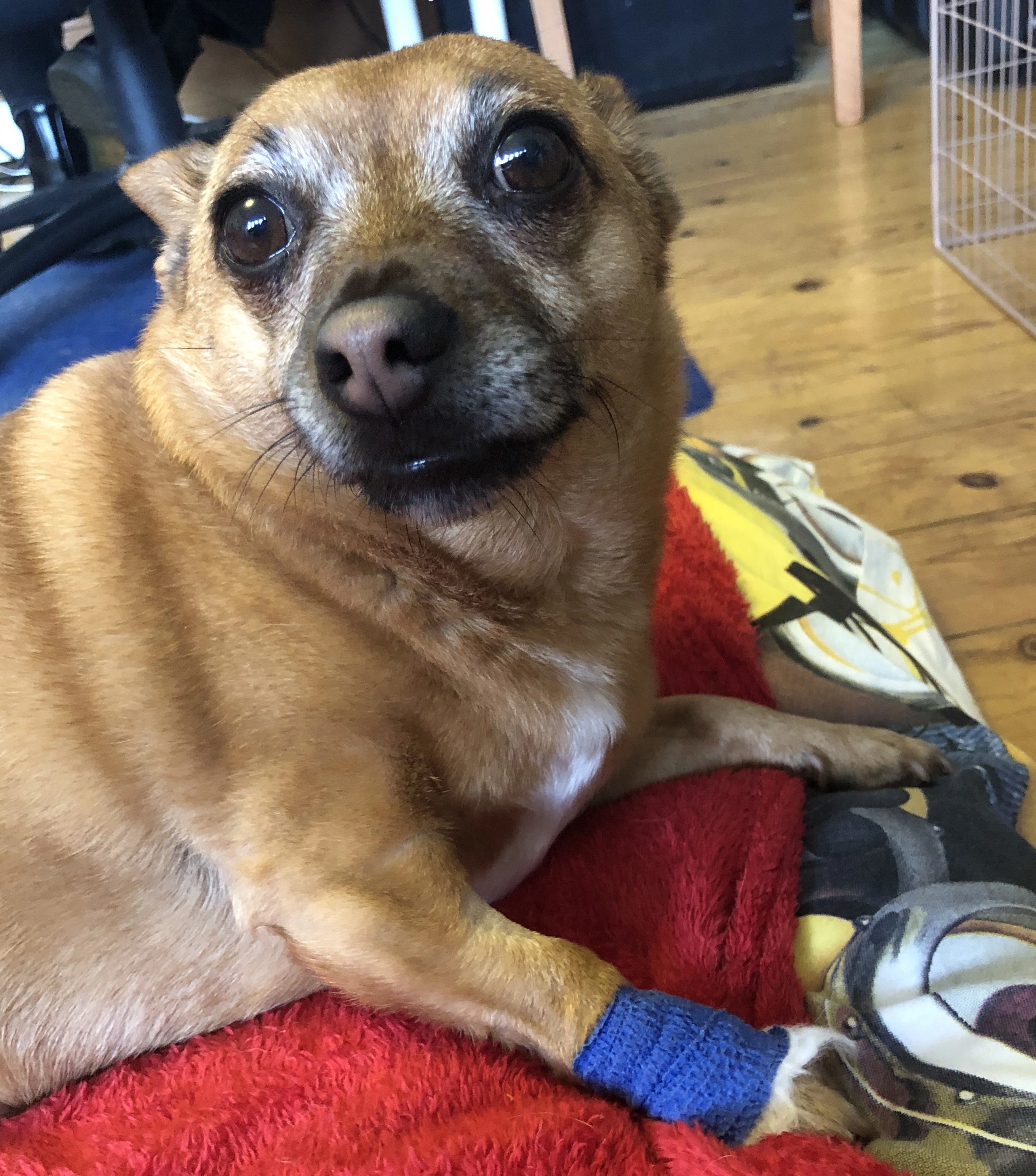 Head and body of a small brown dog, with his front right paw covered in a royal blue bandage