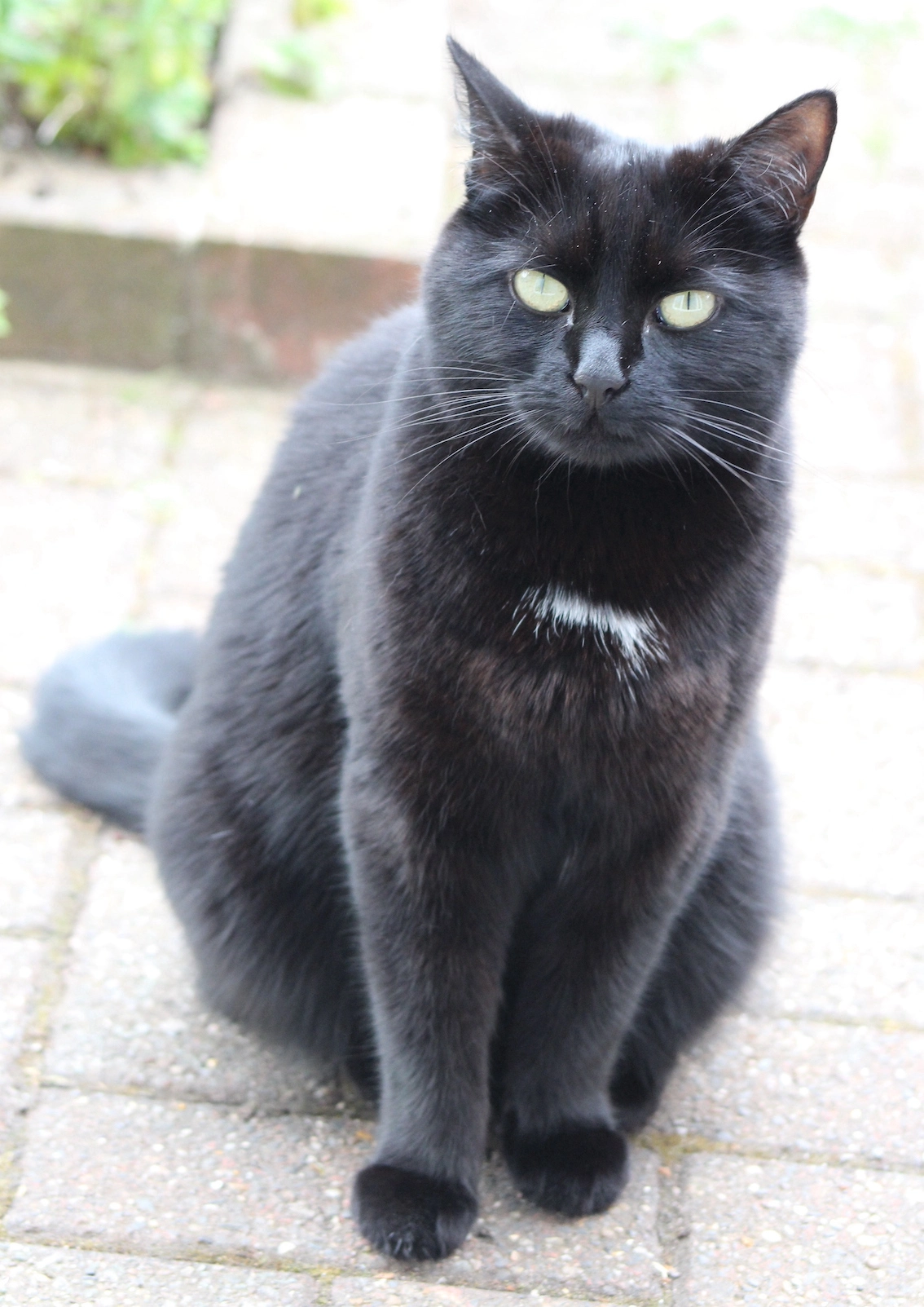 black cat with green eyes and a white patch under her chin, sitting on brick paving.