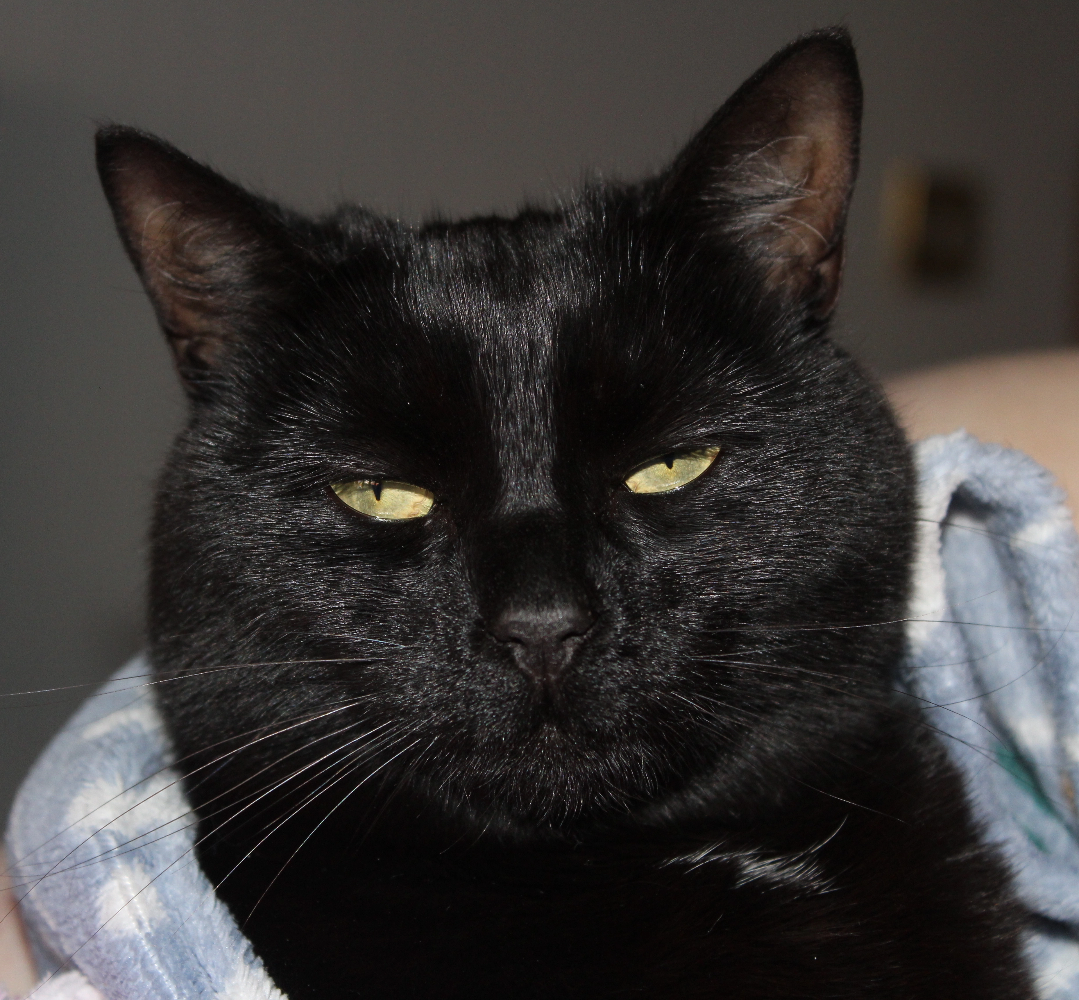 Face of a black cat looking towards the camera, yellow eyes slightly narrowed