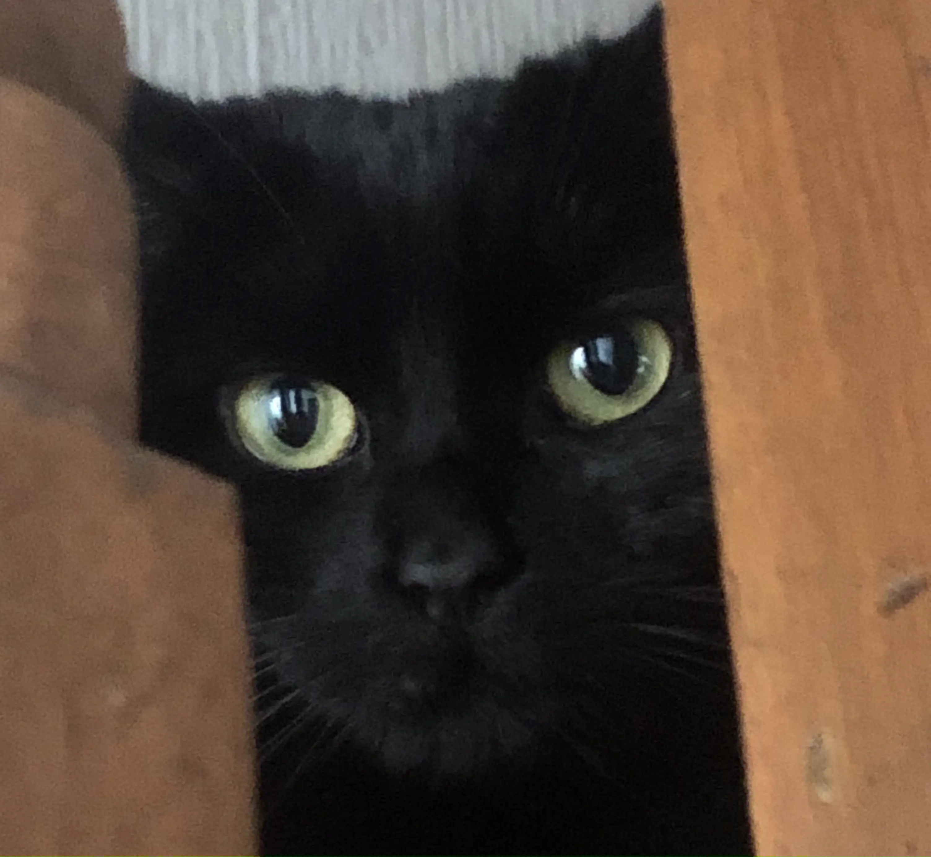 Face of a black cat with yellow eyes, looking through wooden stair bannisters