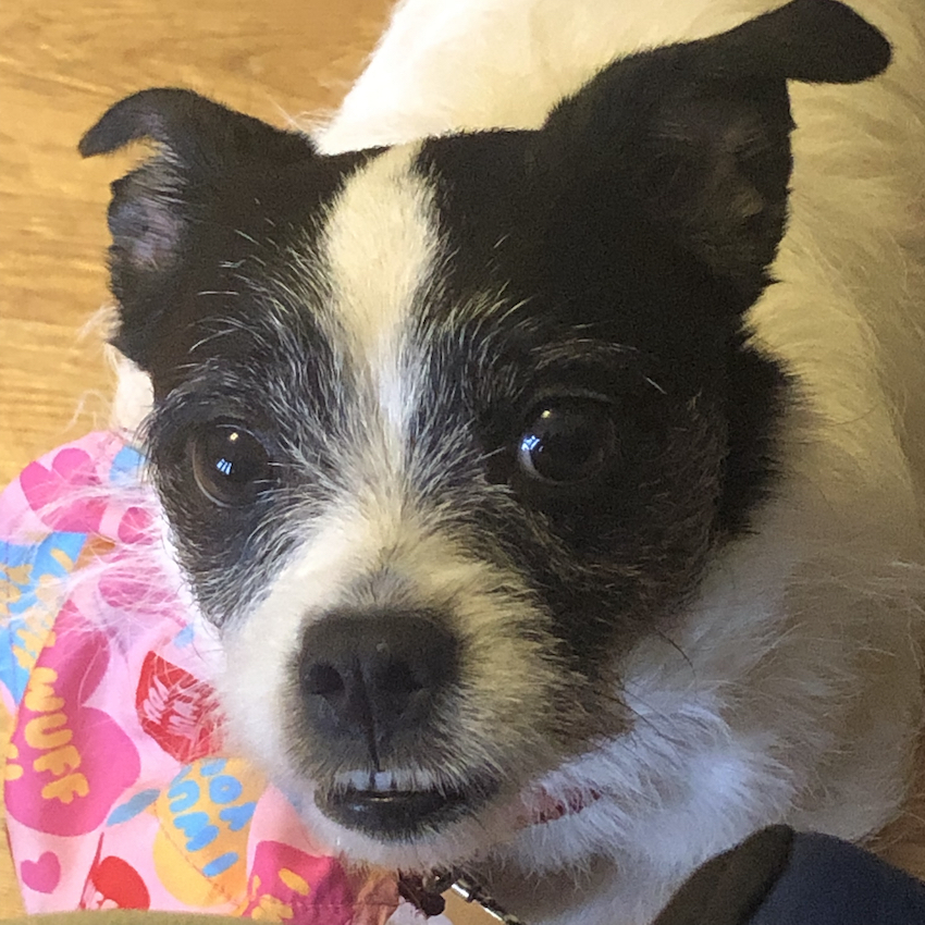 Face of a small black and white dog, wearing a multi-coloured bandana