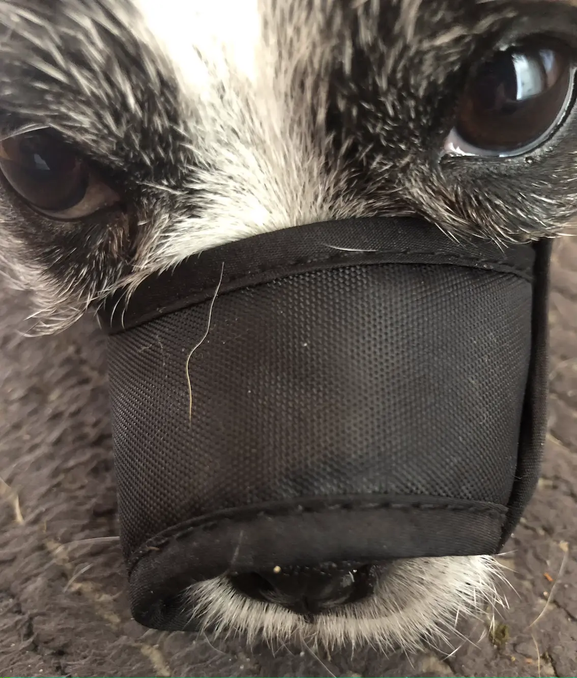 close up of a small black and white dog's face wearing a black fabric muzzle.