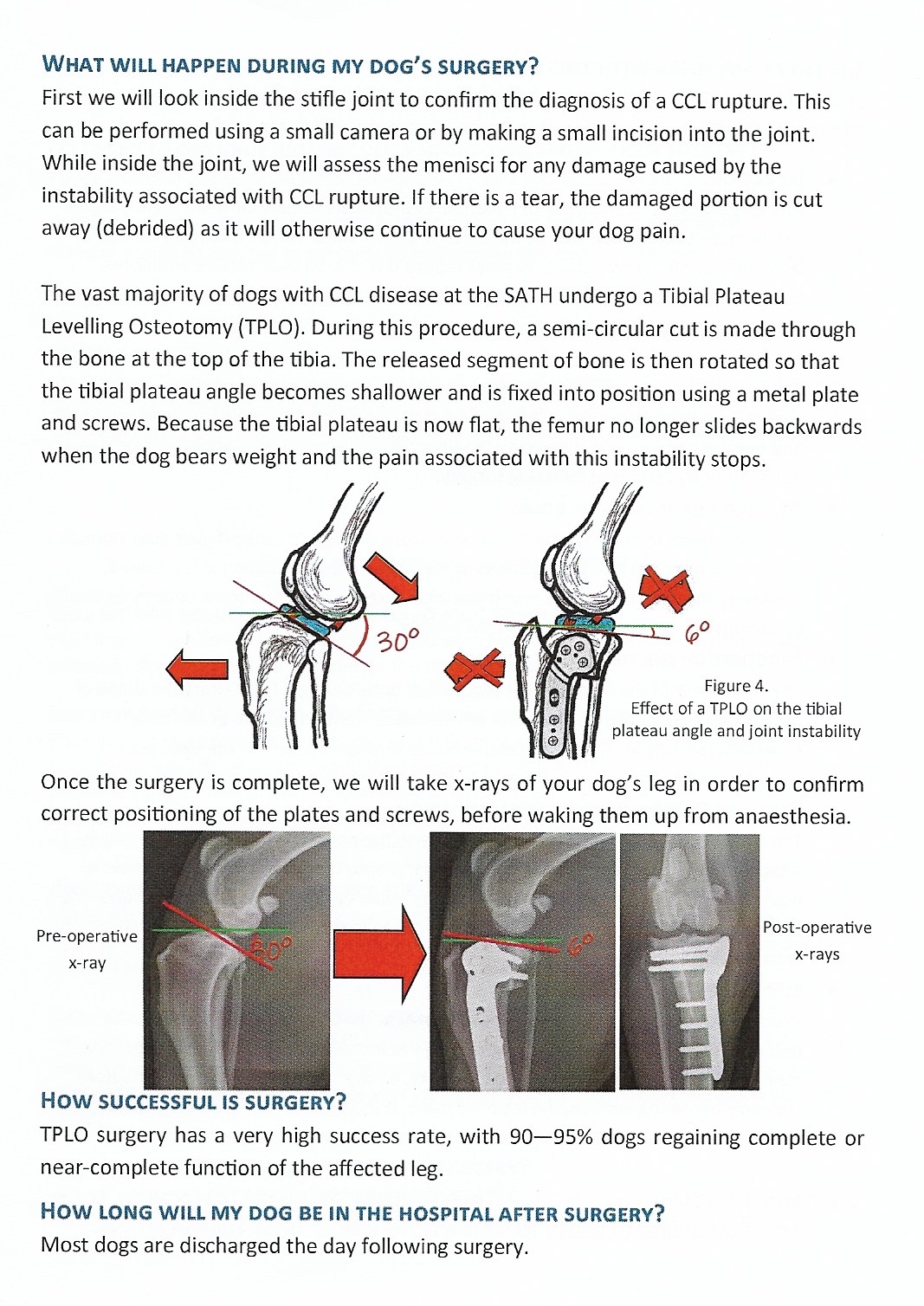 page from leaflet showing before and after diagrams and xrays for a dog's cruciate ligament surgery