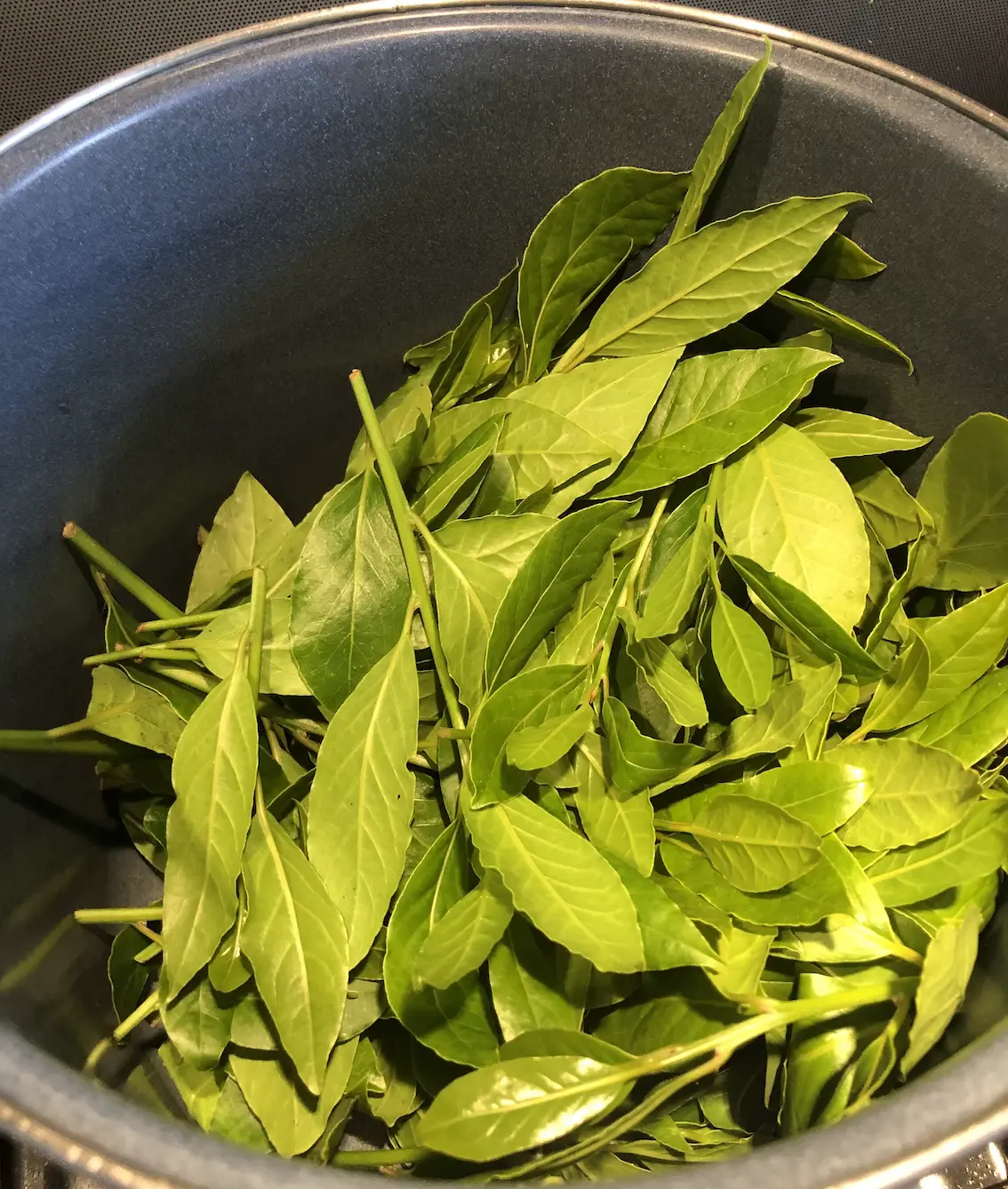 fresh green bay leaves in a blue enamelled pan