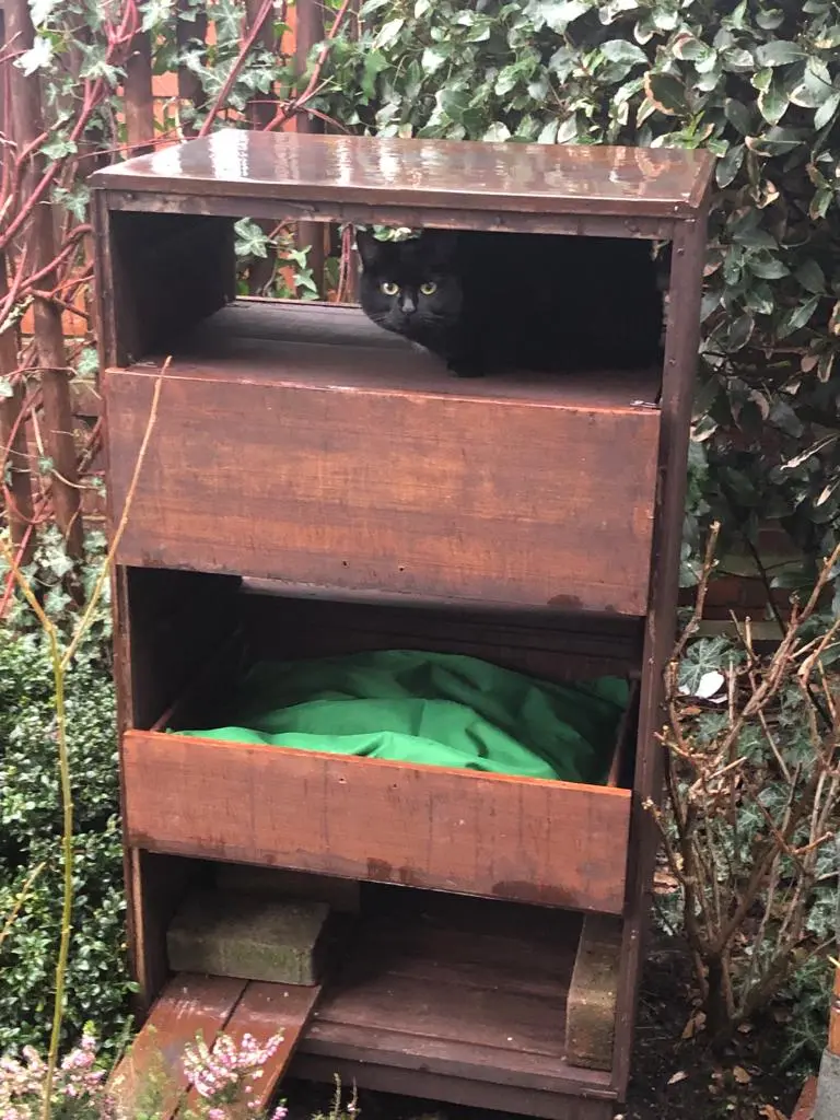 wooden chest of drawers transformed into a cat shelter with a black cat on the top shelf