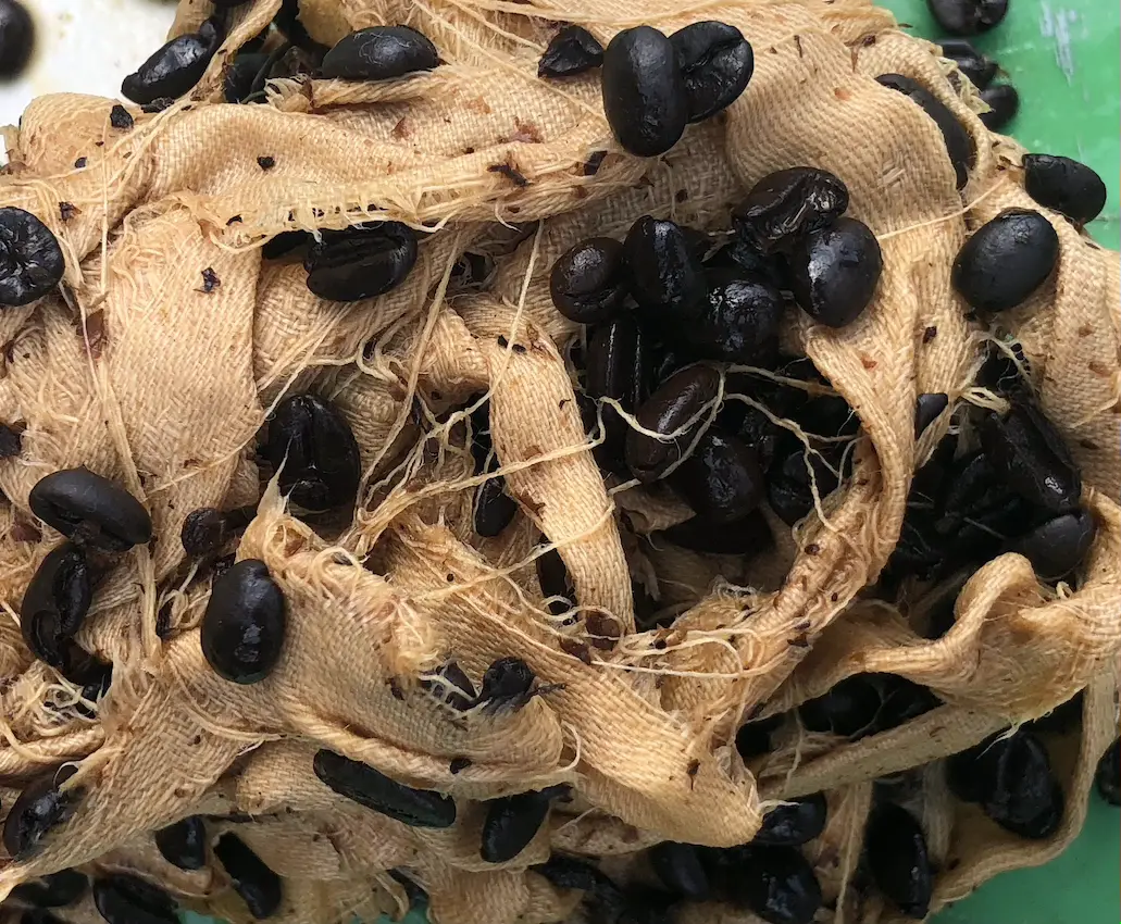 light brown strips of cloth with coffee beans 