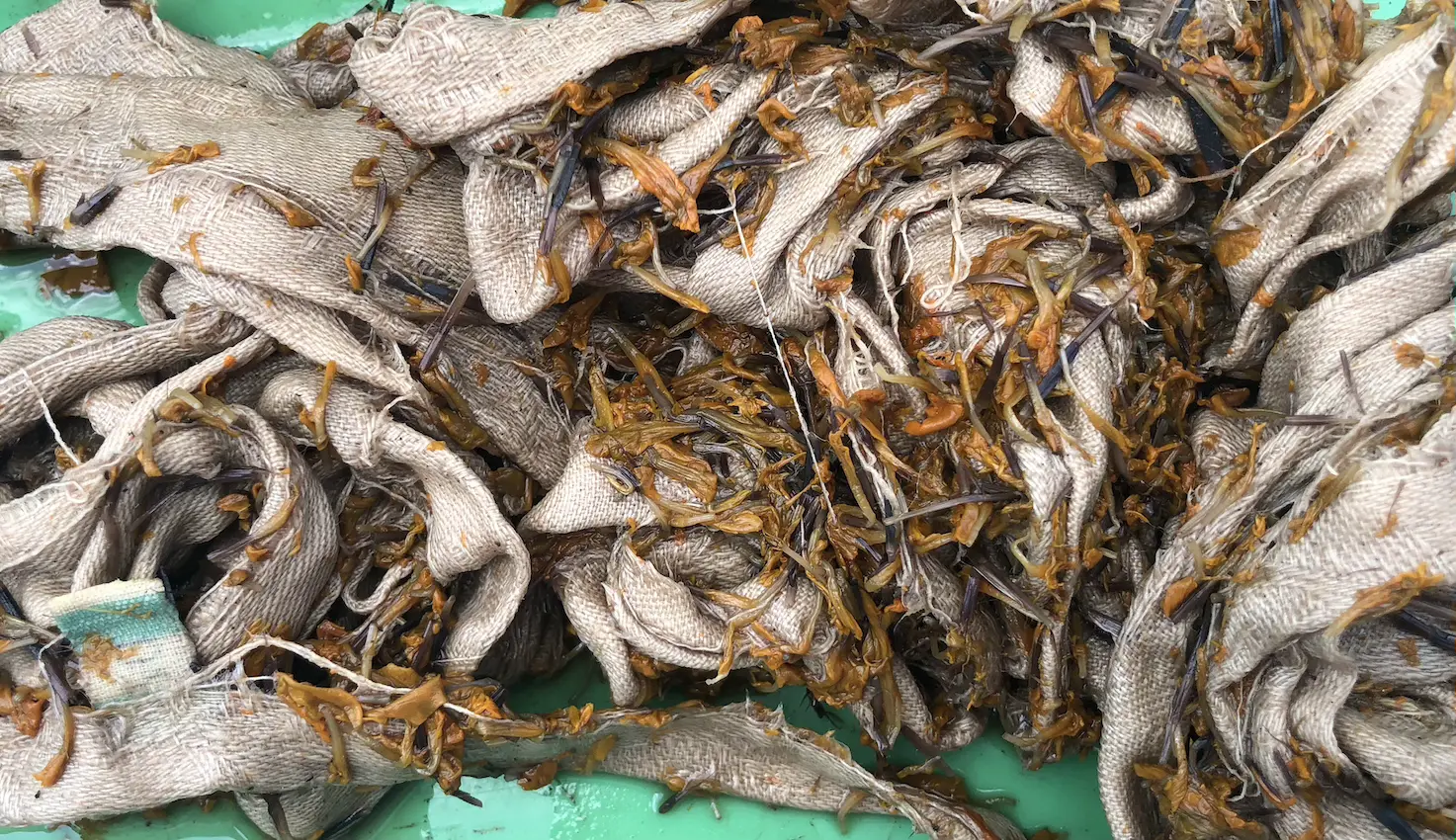 light brown strips of cloth with marigold petals